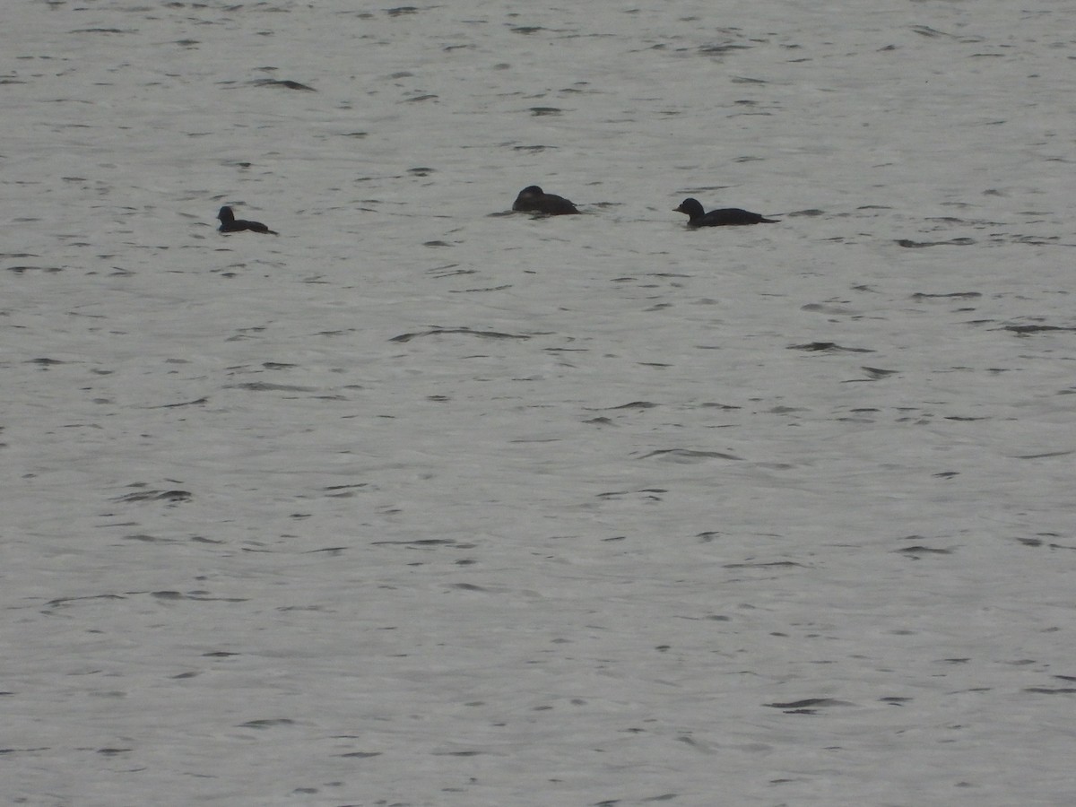 Common Scoter - ML643147691