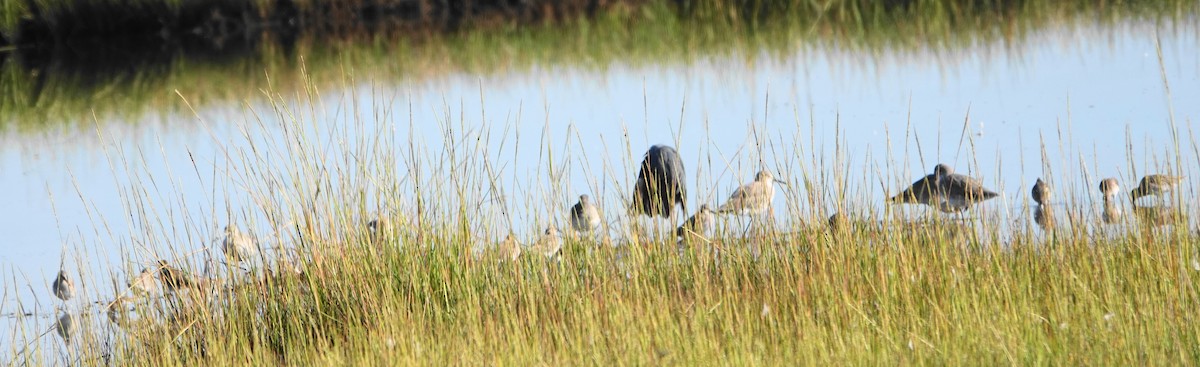 Little Blue Heron - ML643147708