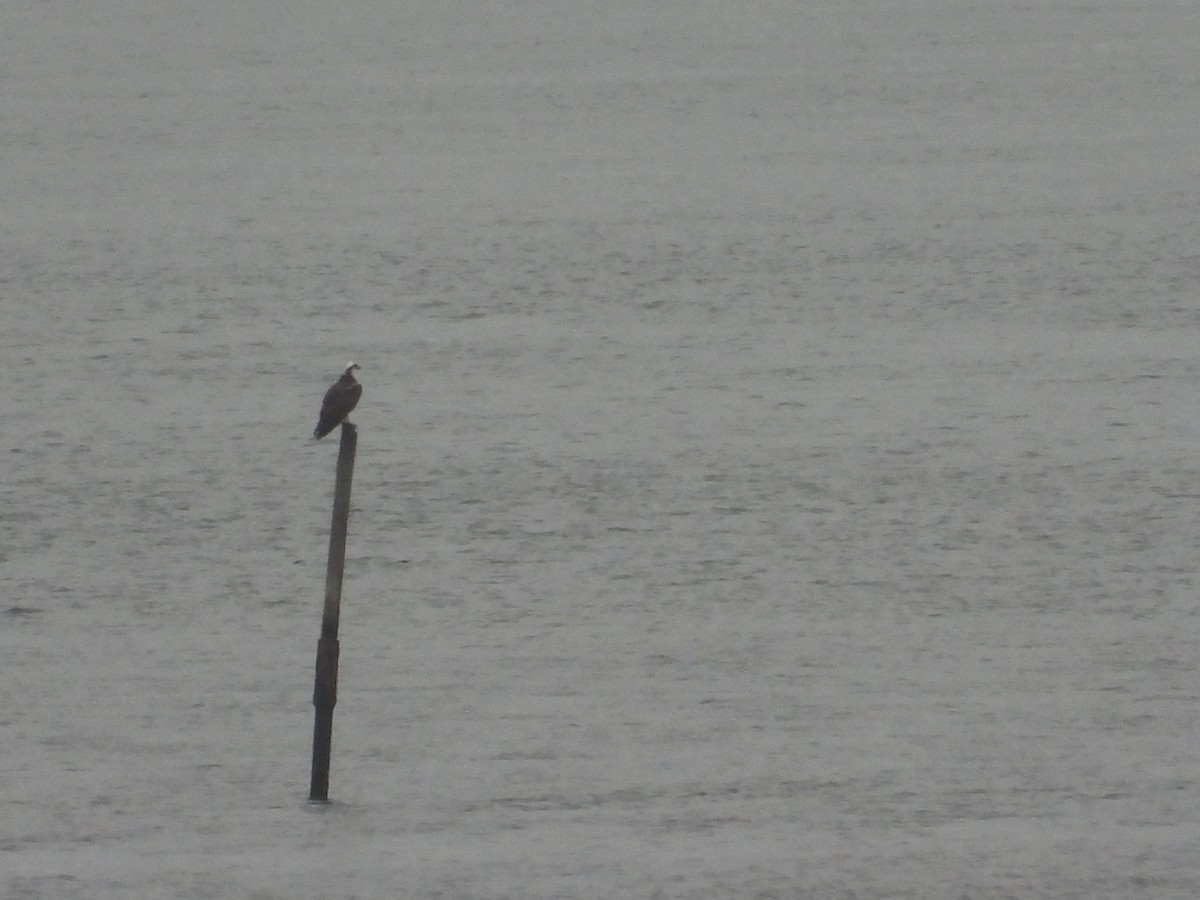 魚鷹 - ML643147715