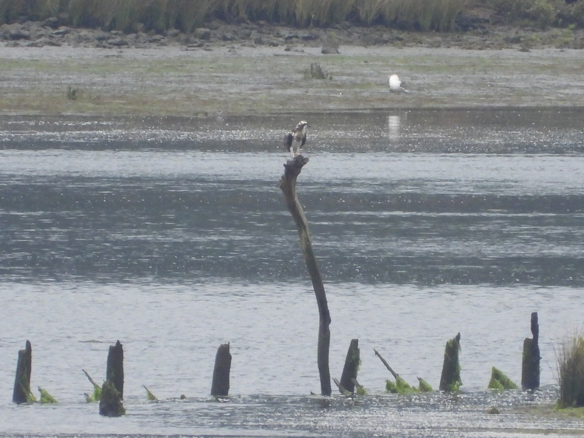 魚鷹 - ML643147716