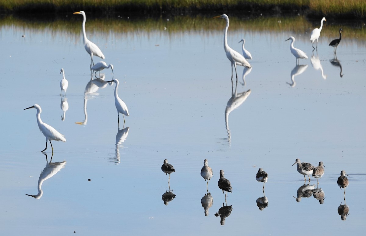 Snowy Egret - ML643147742