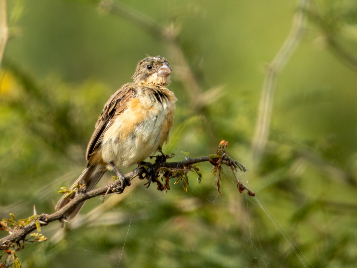 Cinnamon-rumped Seedeater - ML643147756