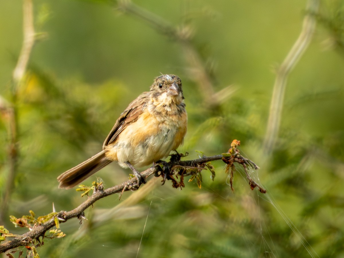 Cinnamon-rumped Seedeater - ML643147757