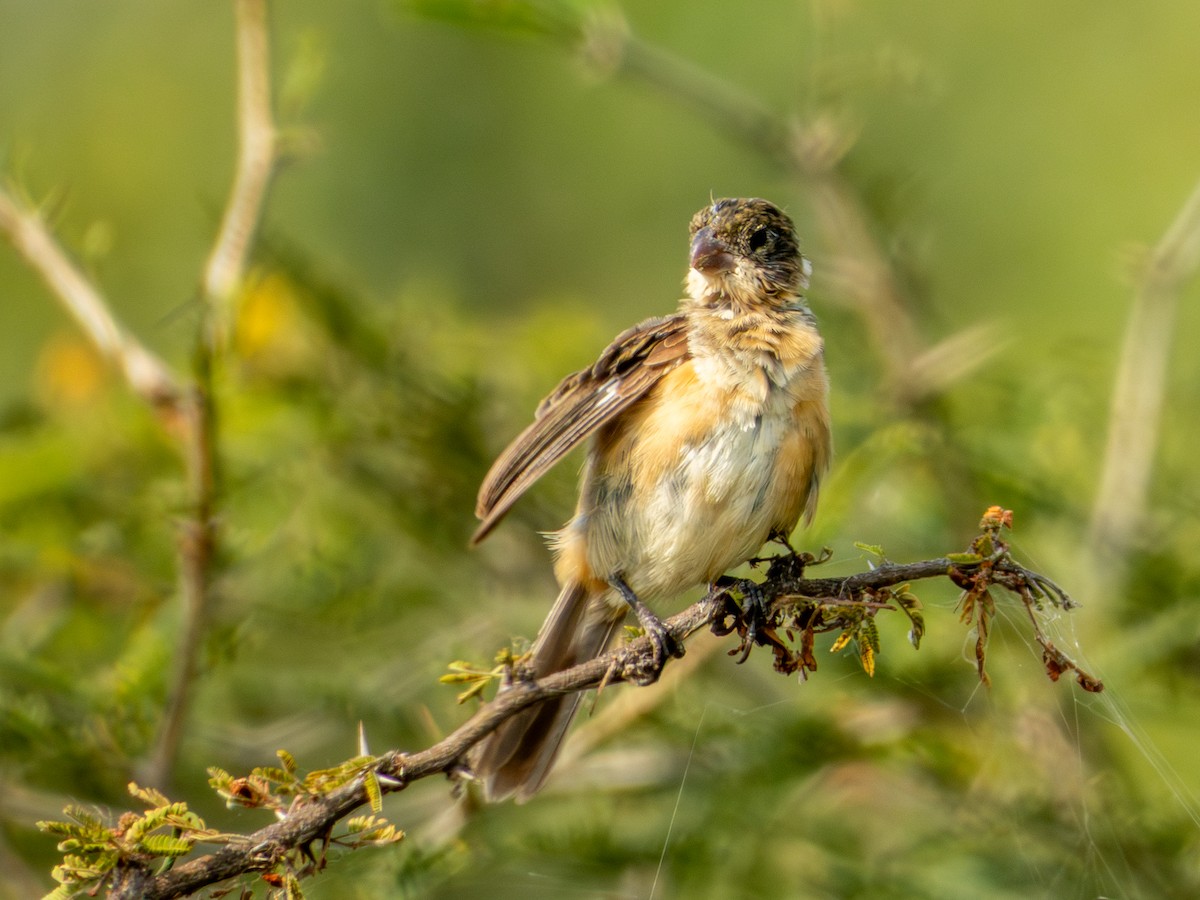 Cinnamon-rumped Seedeater - ML643147758