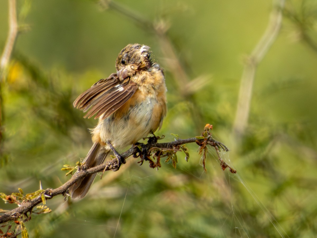 Cinnamon-rumped Seedeater - ML643147759