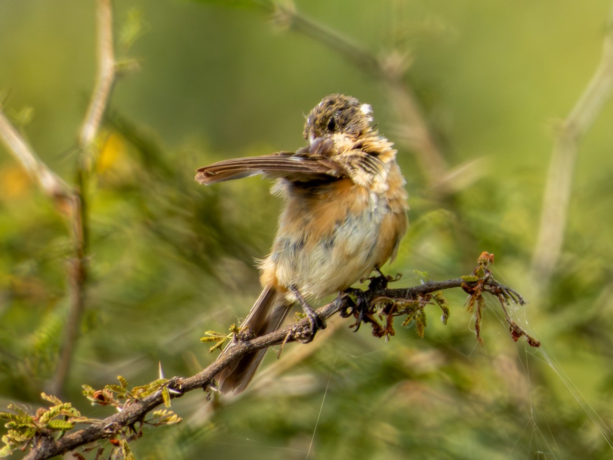 Cinnamon-rumped Seedeater - ML643147760