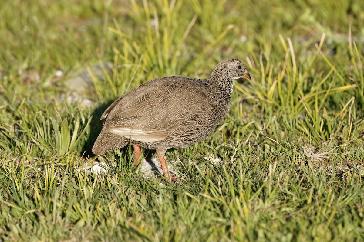 Cape Spurfowl - ML643147771