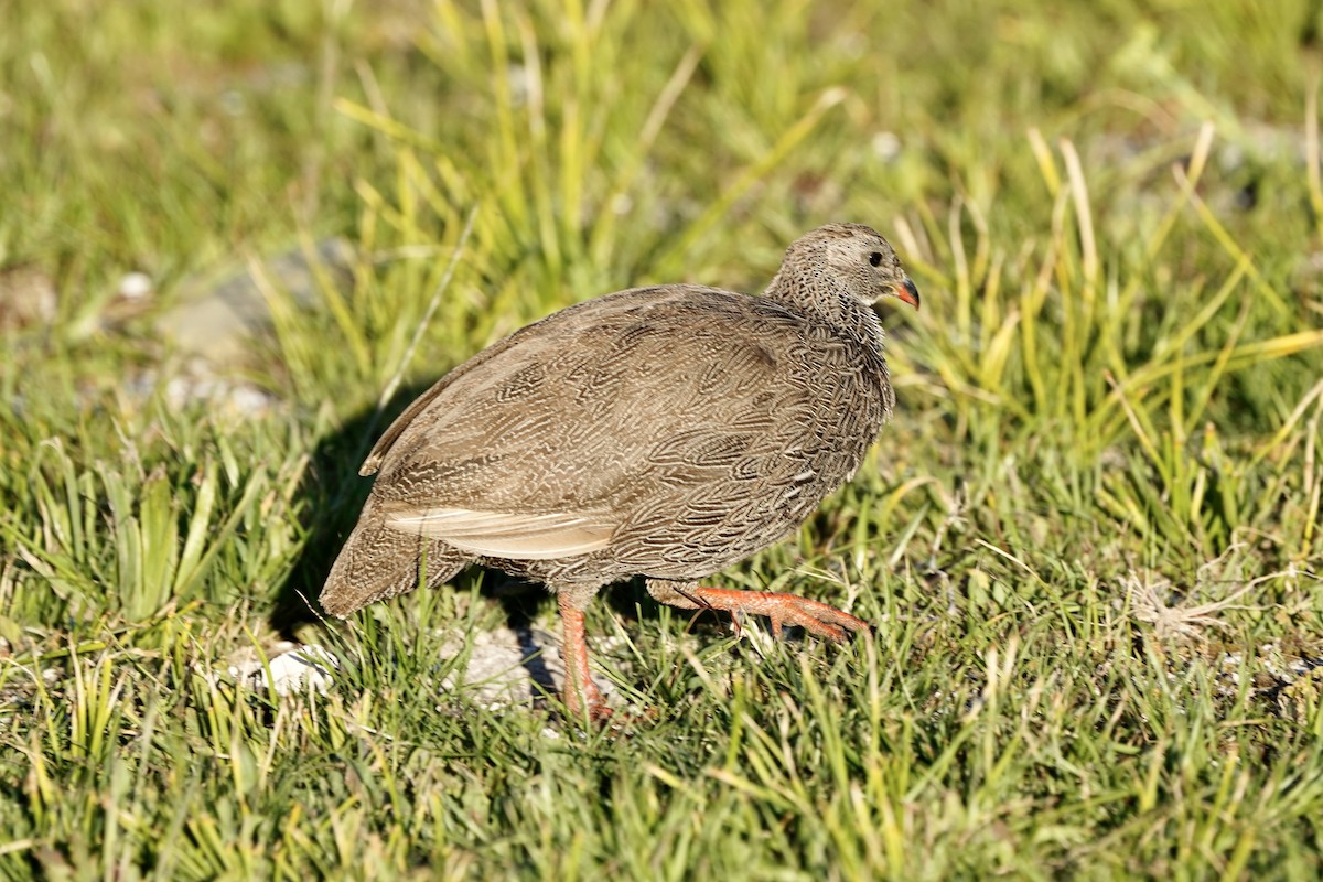 Cape Spurfowl - ML643147772