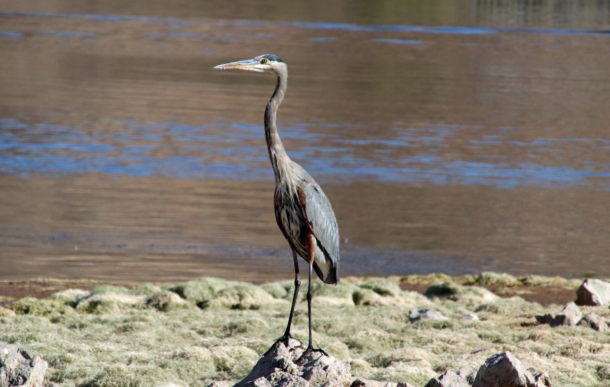 Great Blue Heron - ML643147781