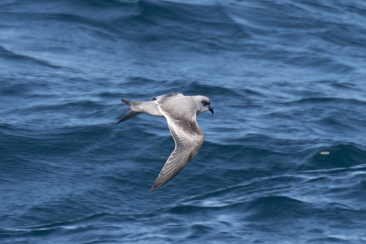 Fork-tailed Storm-Petrel - ML643147788