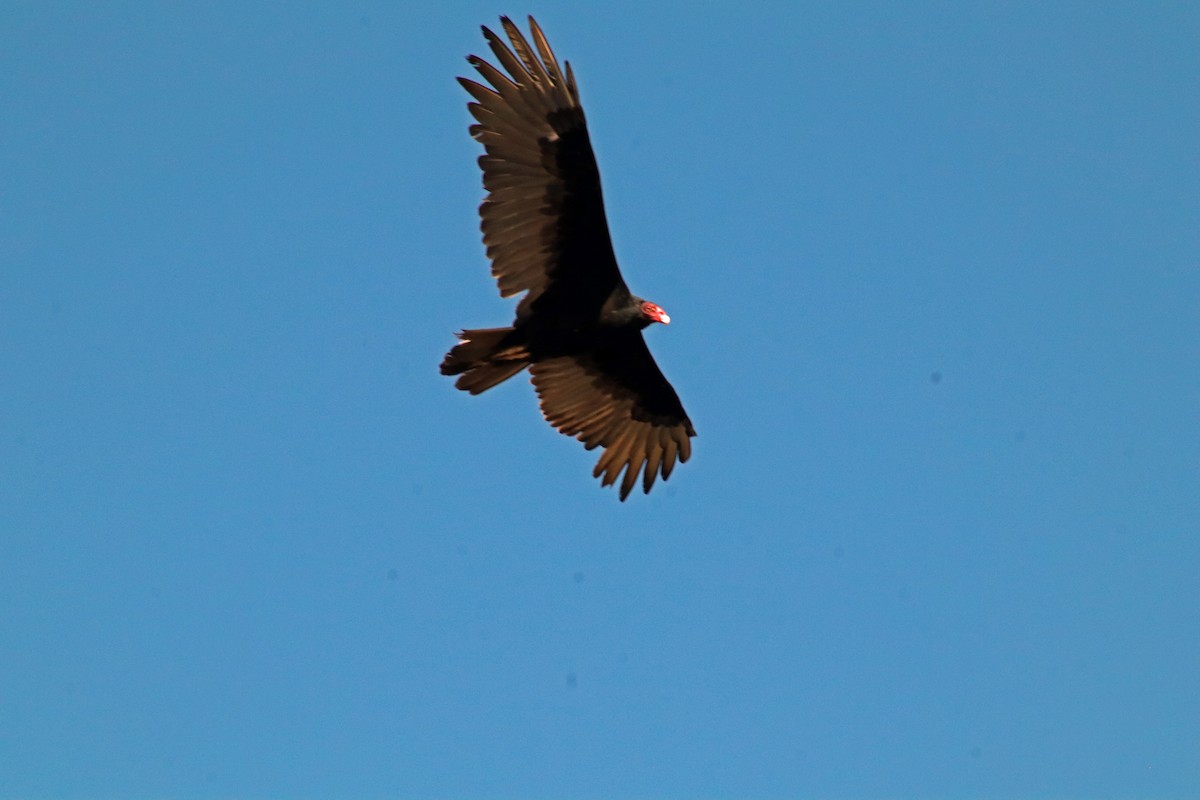 Turkey Vulture - ML643147790