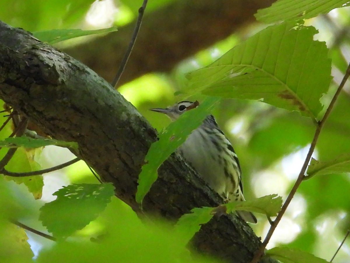 Black-and-white Warbler - ML643147813
