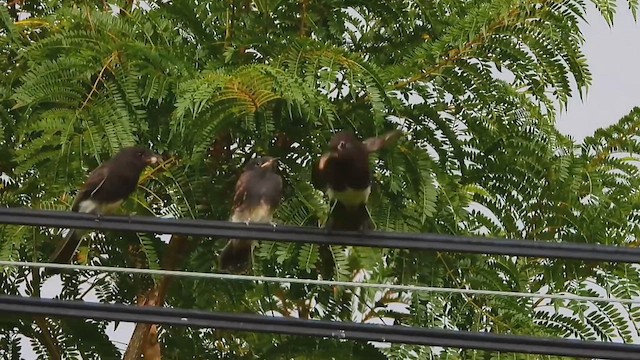 Black Phoebe (Northern) - ML643147823