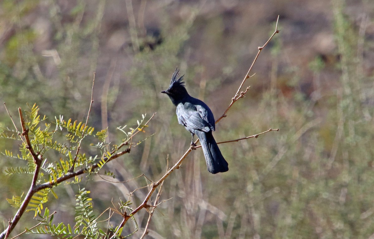 Phainopepla - ML643147825