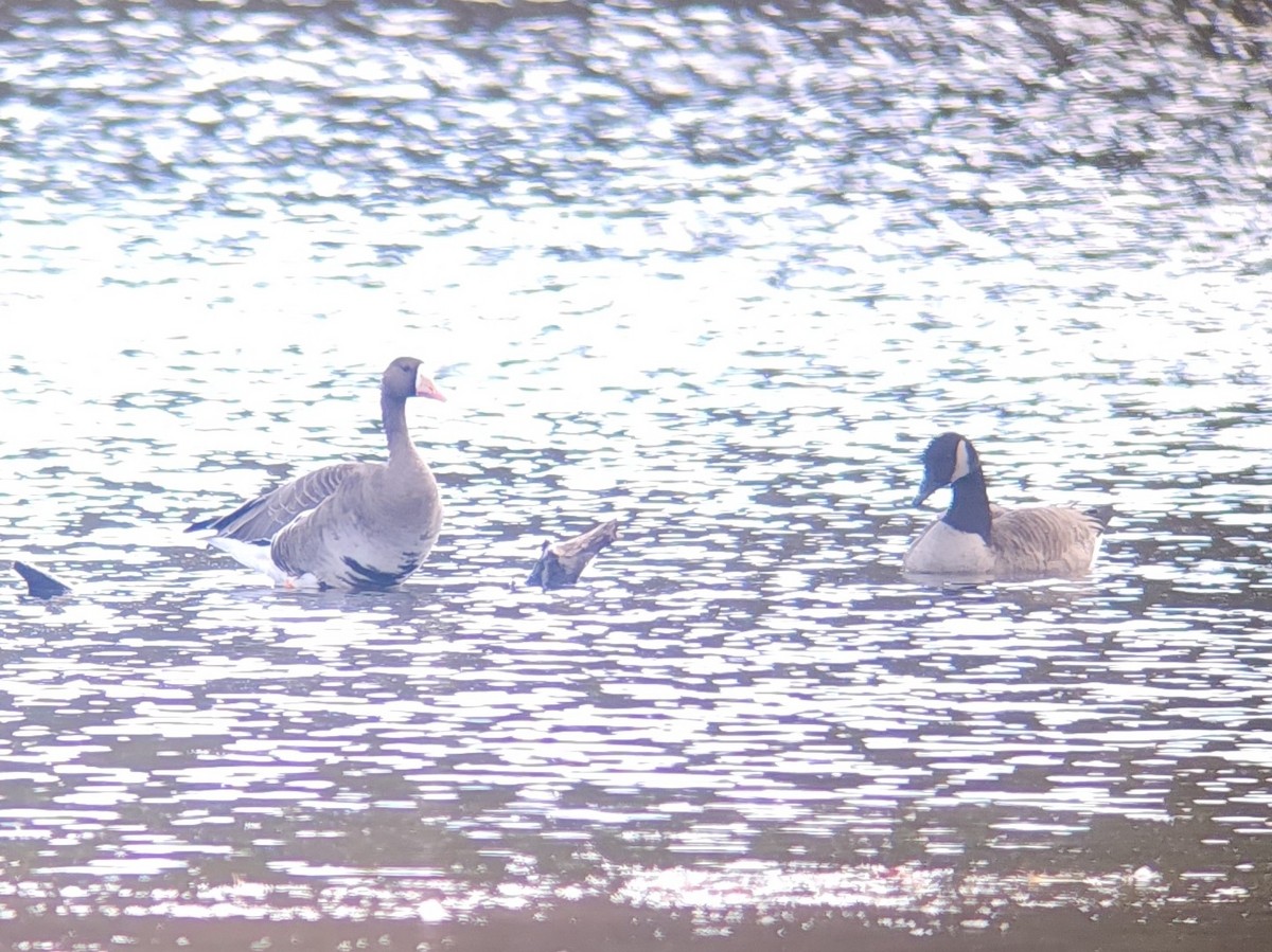 Greater White-fronted Goose - ML643147827