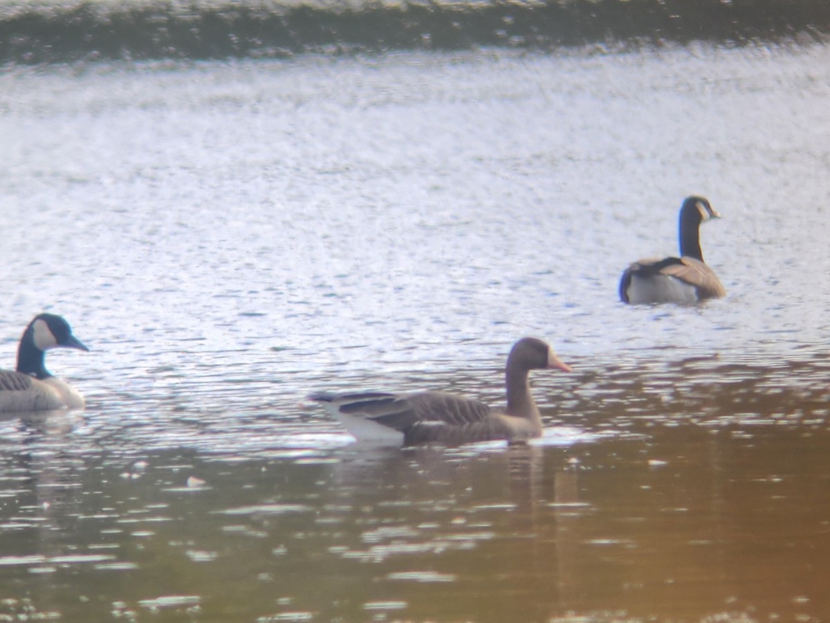 Greater White-fronted Goose - ML643147828