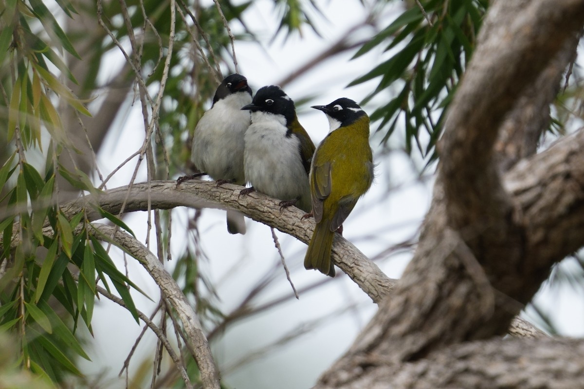 Gilbert's Honeyeater - ML643147840