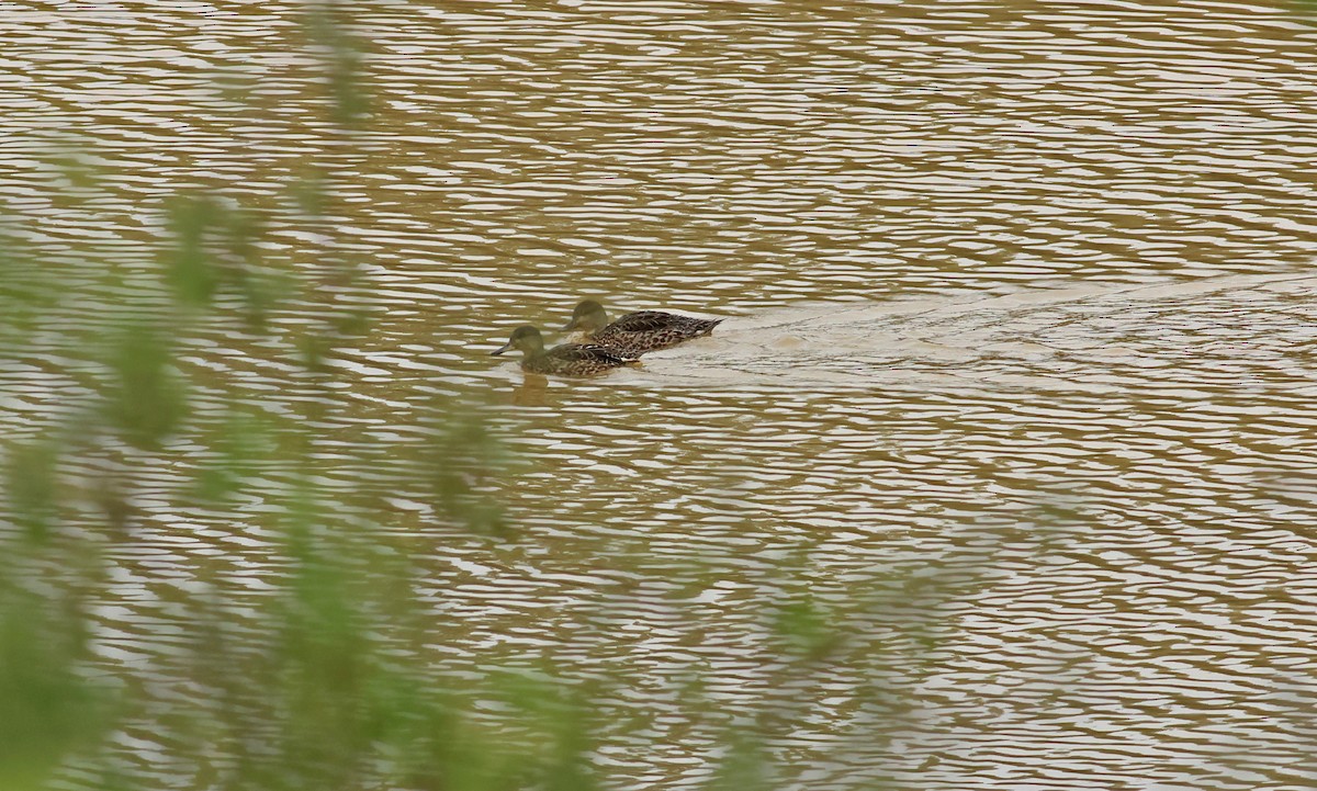 Green-winged Teal (Eurasian) - ML643147843