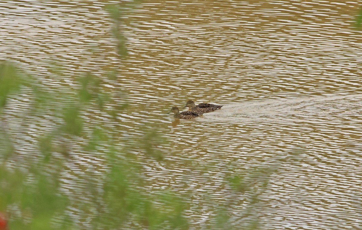 Green-winged Teal (Eurasian) - ML643147844
