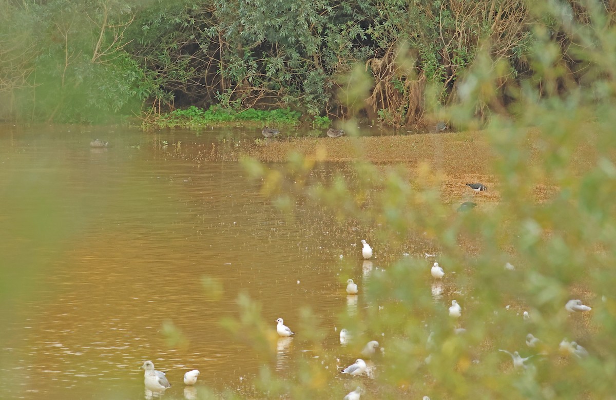 Green-winged Teal (Eurasian) - ML643147845