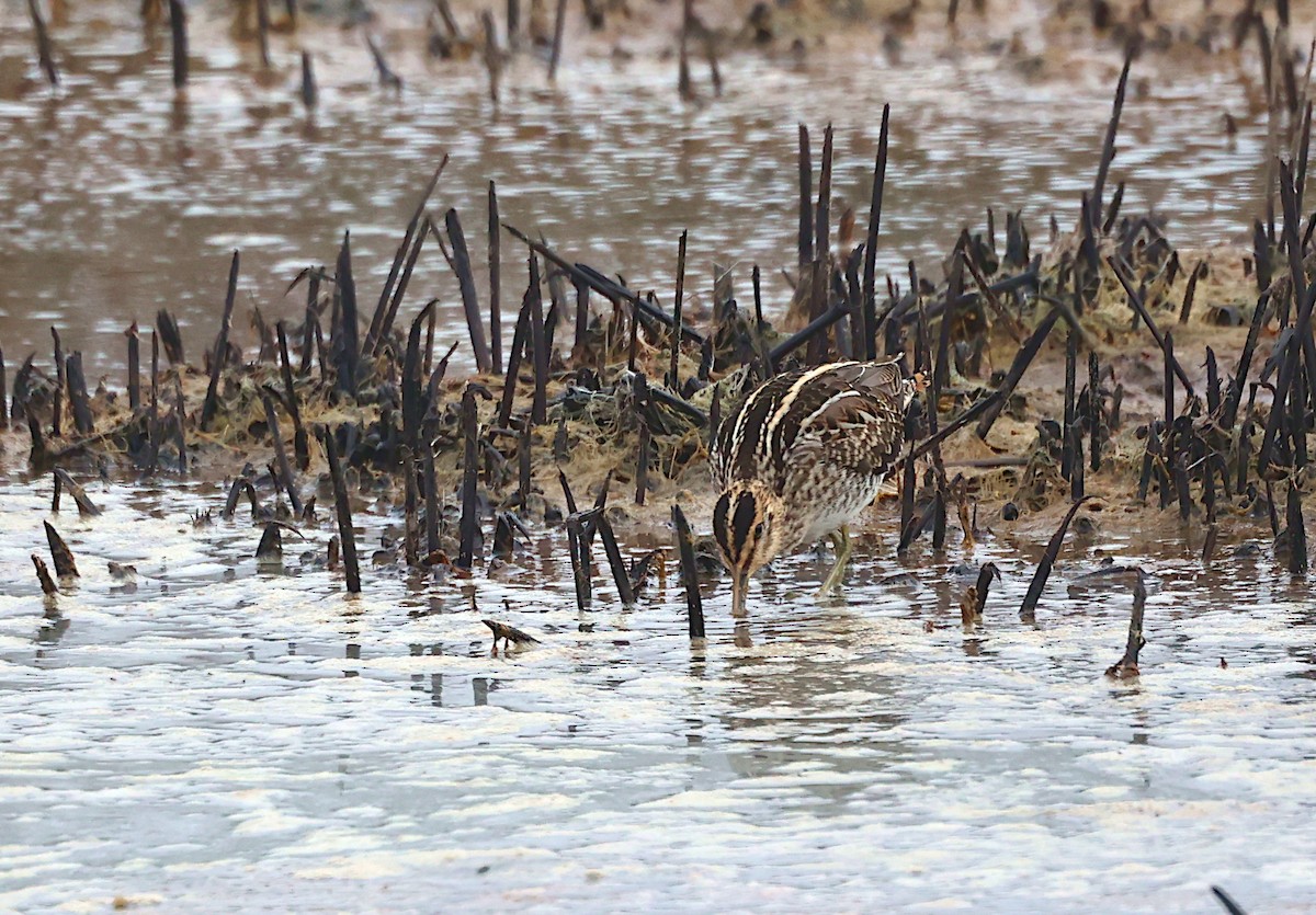 Common Snipe - ML643147847