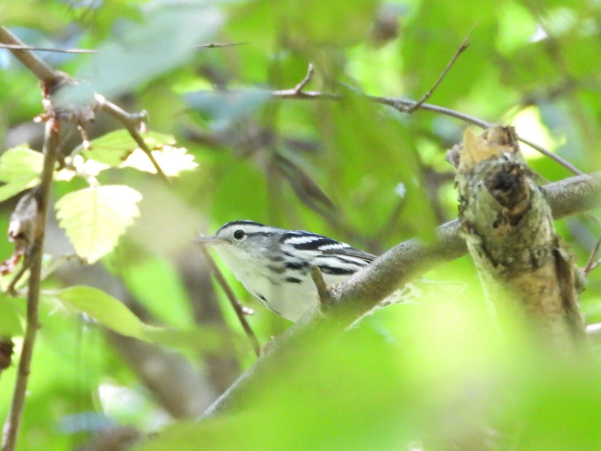 Black-and-white Warbler - ML643147850