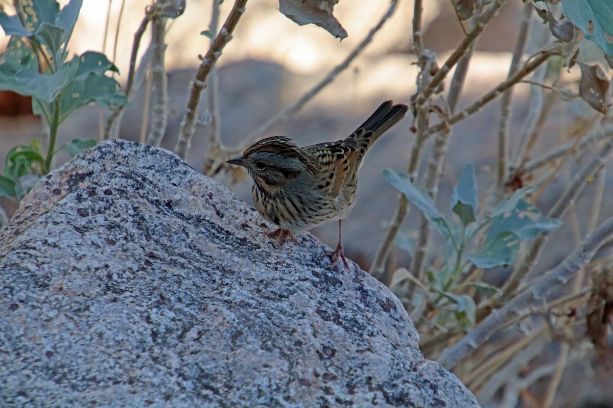 Lincoln's Sparrow - ML643147852