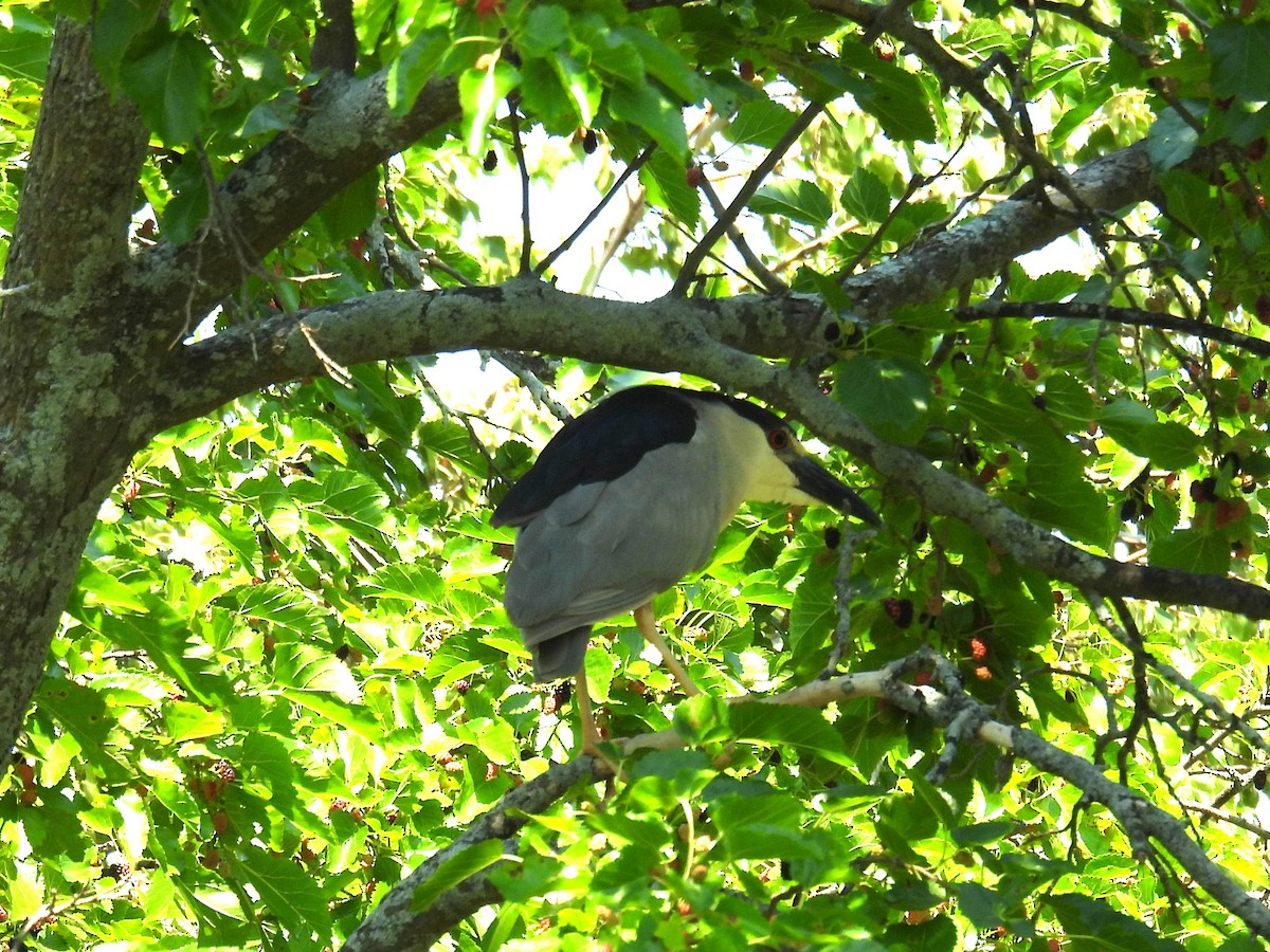 Black-crowned Night Heron - ML643147864