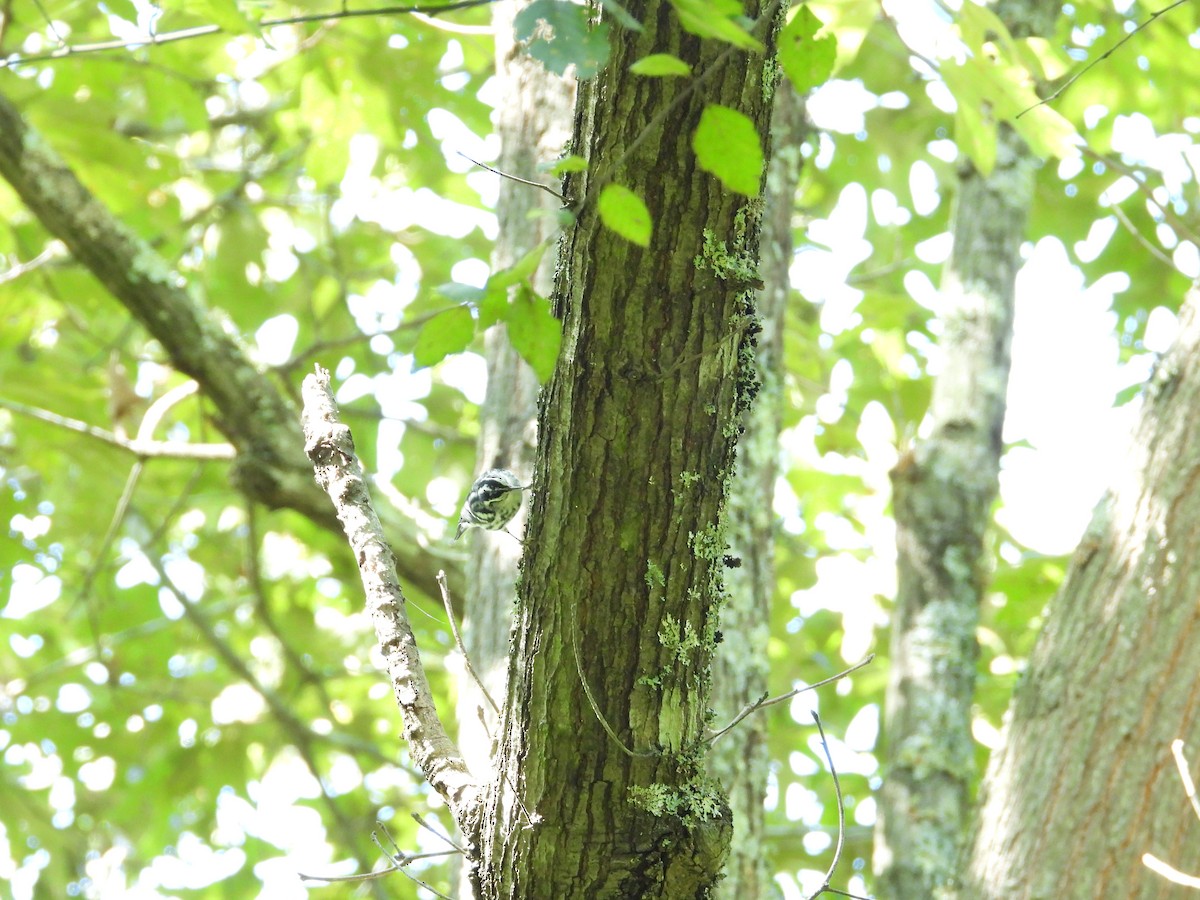Black-and-white Warbler - ML643147873