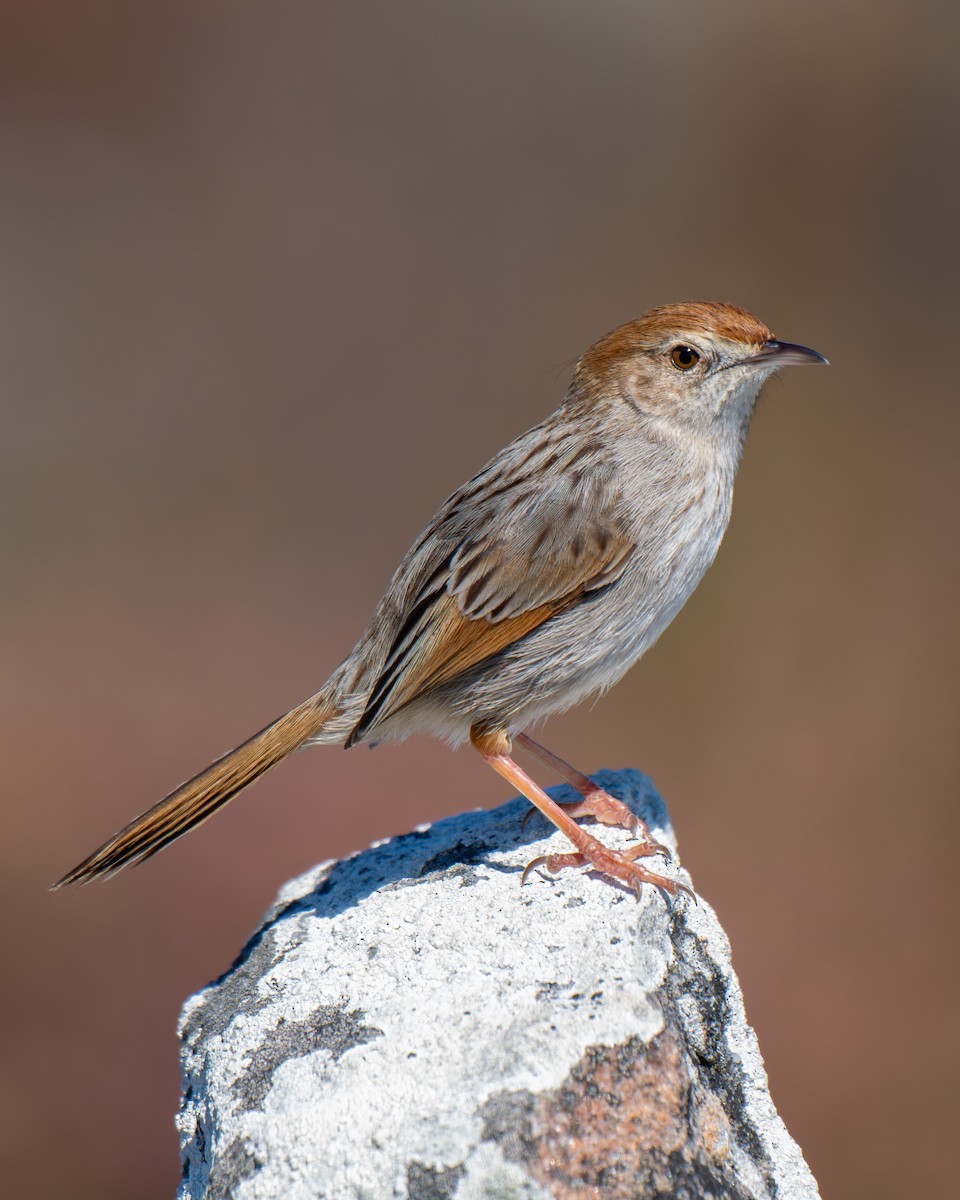 Gray-backed Cisticola - ML643147886