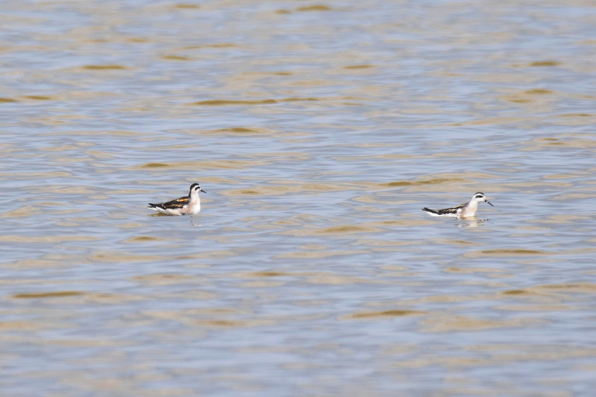 Red-necked Phalarope - ML643147899