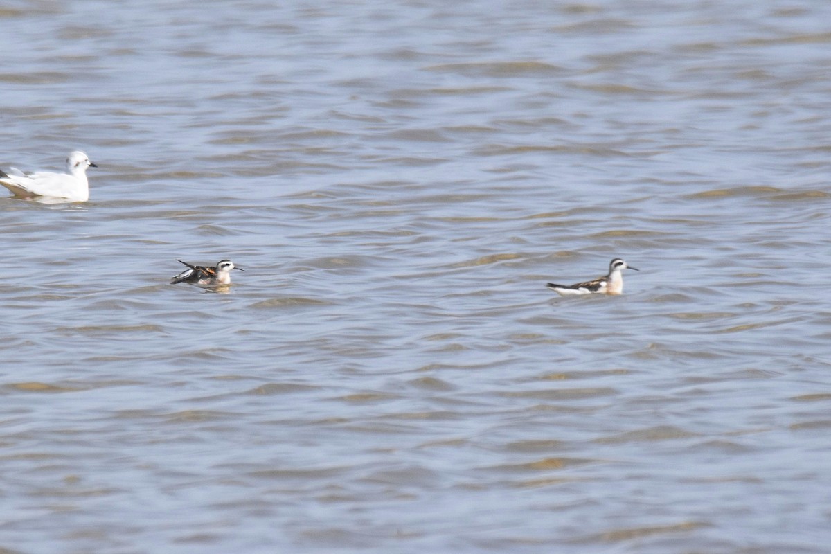 Red-necked Phalarope - ML643147900