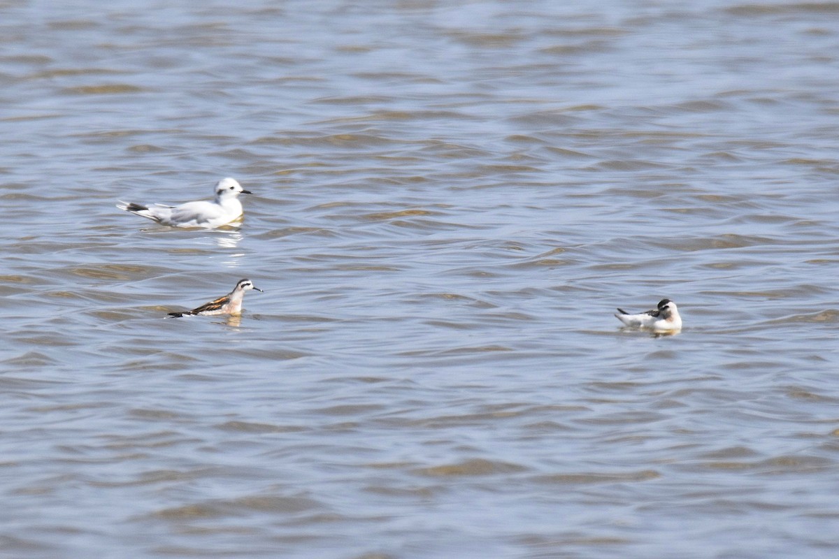 Red-necked Phalarope - ML643147901