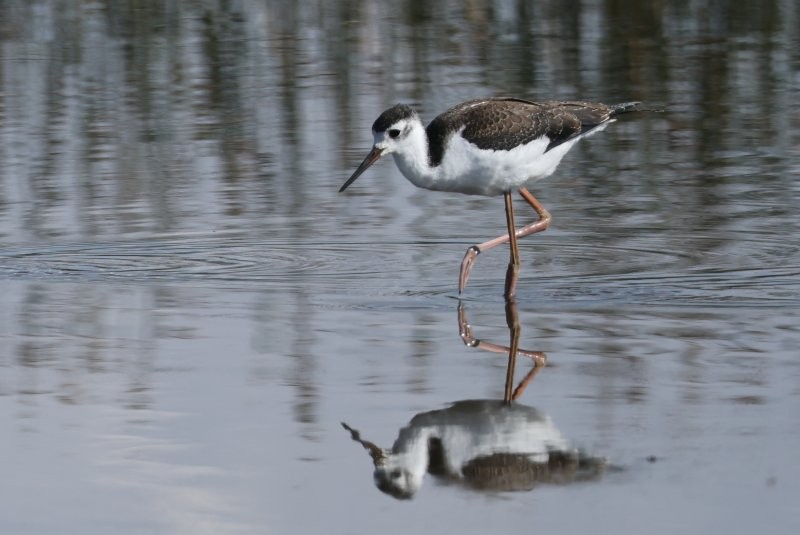 Black-necked Stilt - ML643147920