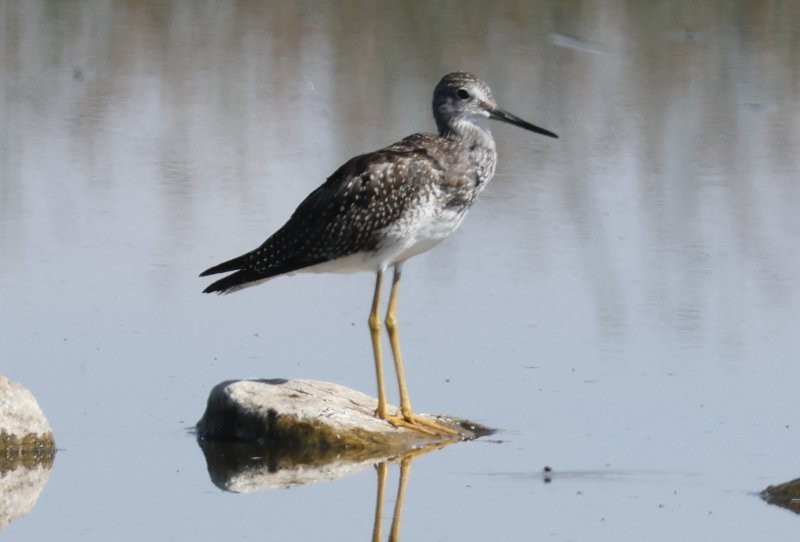 Greater Yellowlegs - ML643147934