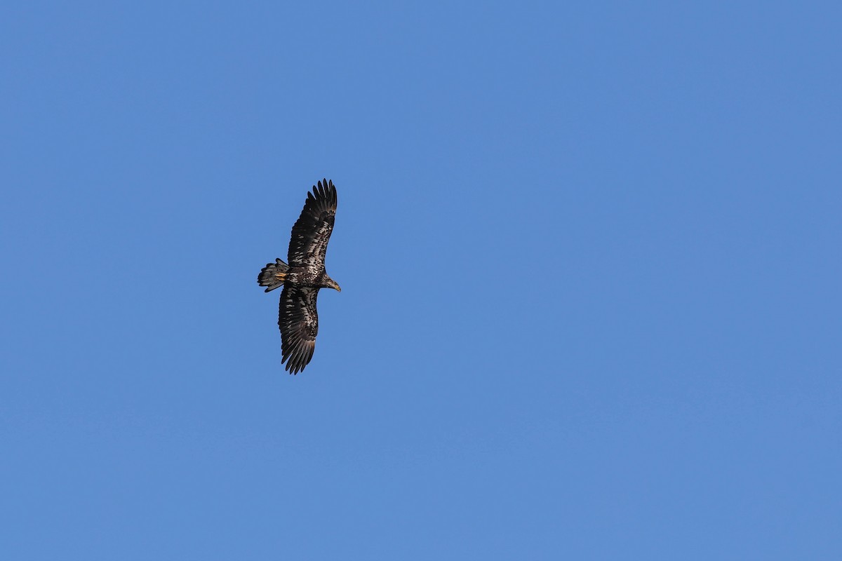Bald Eagle - ML643147937