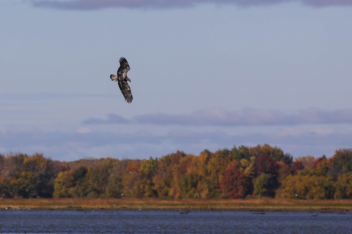 Bald Eagle - ML643147938