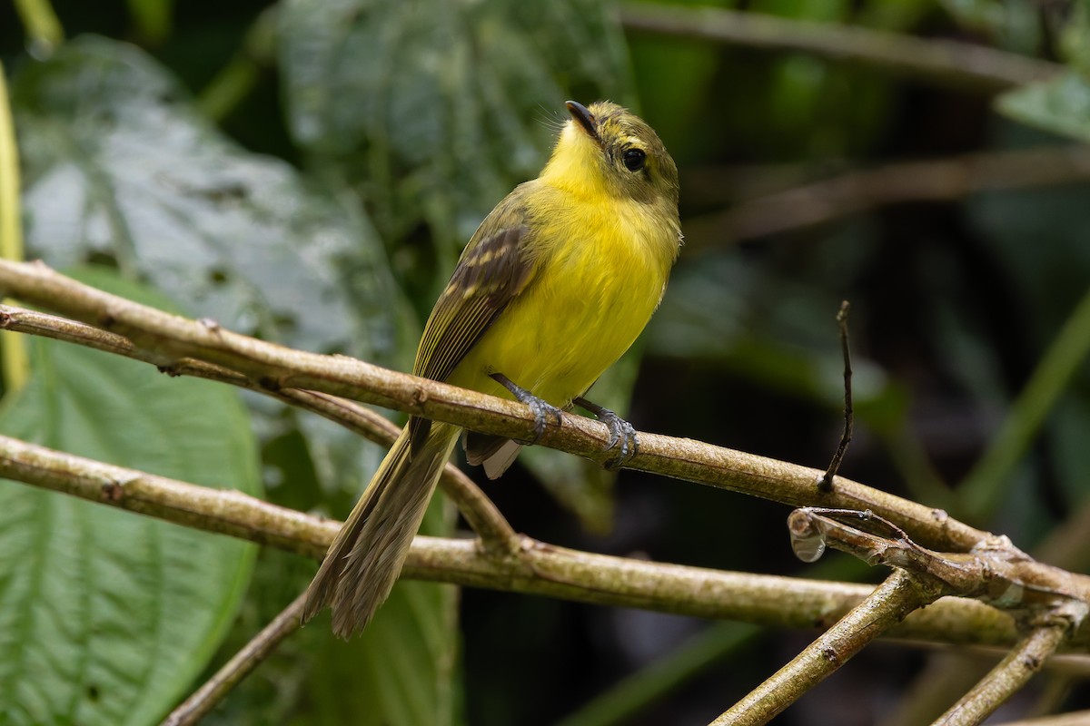 Yellow Tyrannulet - ML643147948