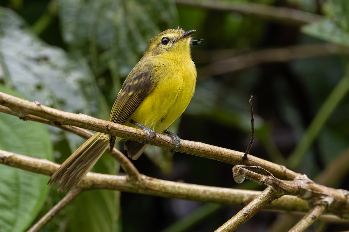 Yellow Tyrannulet - ML643147949