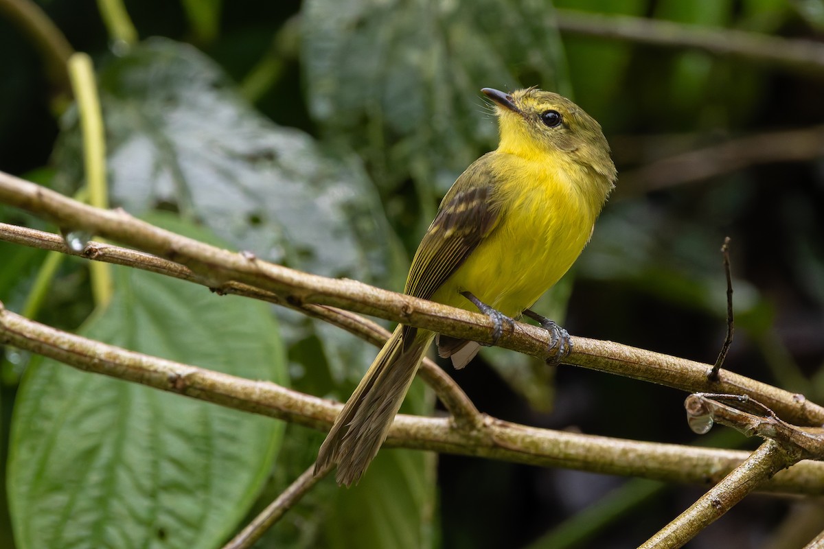 Yellow Tyrannulet - ML643147950