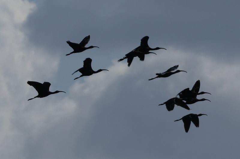 White-faced Ibis - ML643147959