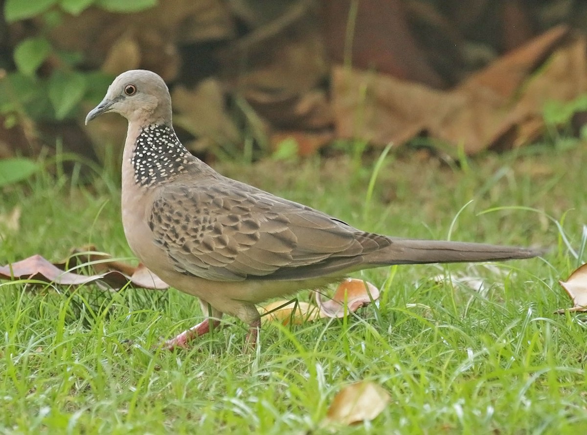 Spotted Dove (Eastern) - ML643147961