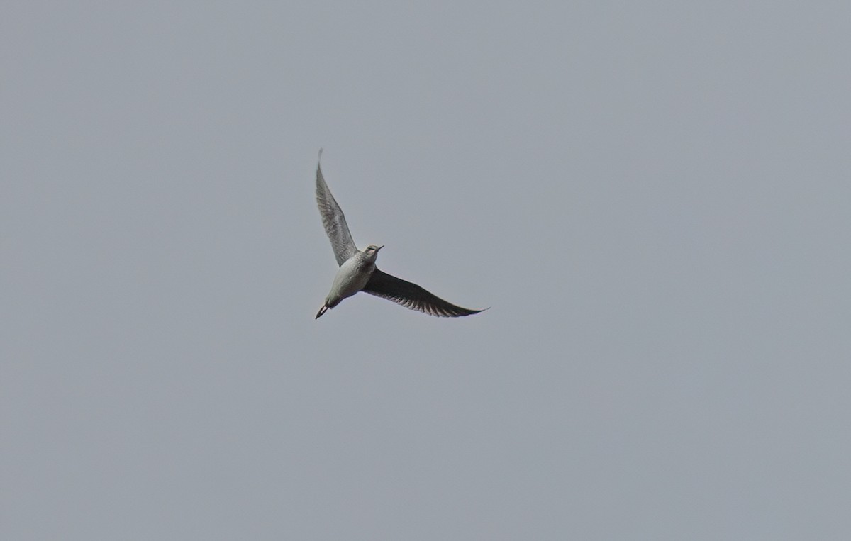 Greater Yellowlegs - ML643147964