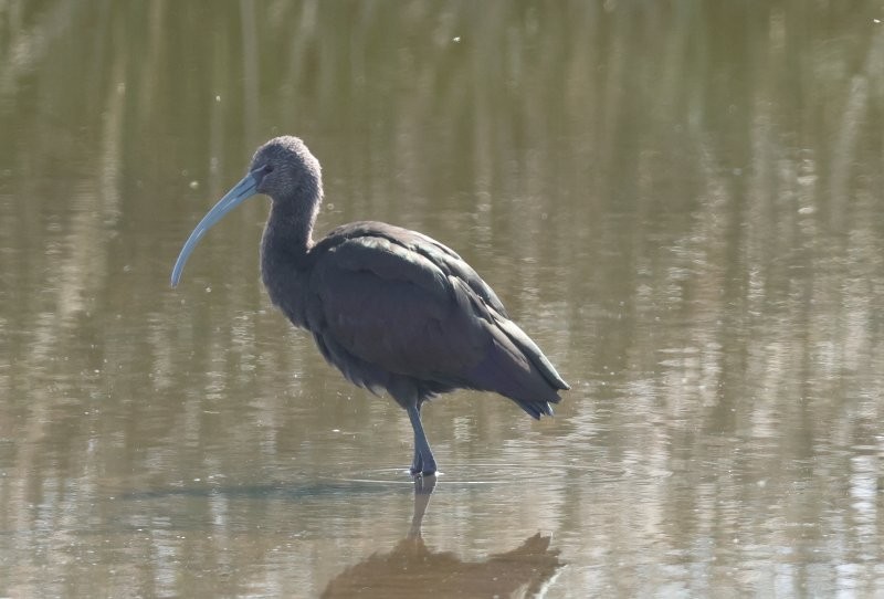 White-faced Ibis - ML643147971