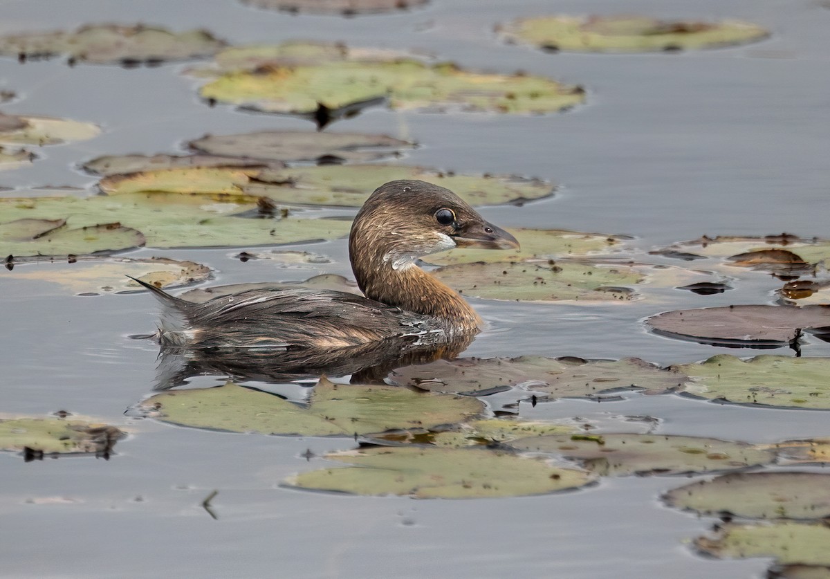Pied-billed Grebe - ML643147974