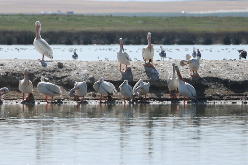 American White Pelican - ML643147982