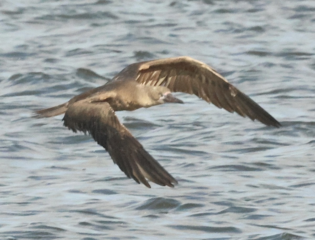Red-footed Booby - ML643147985