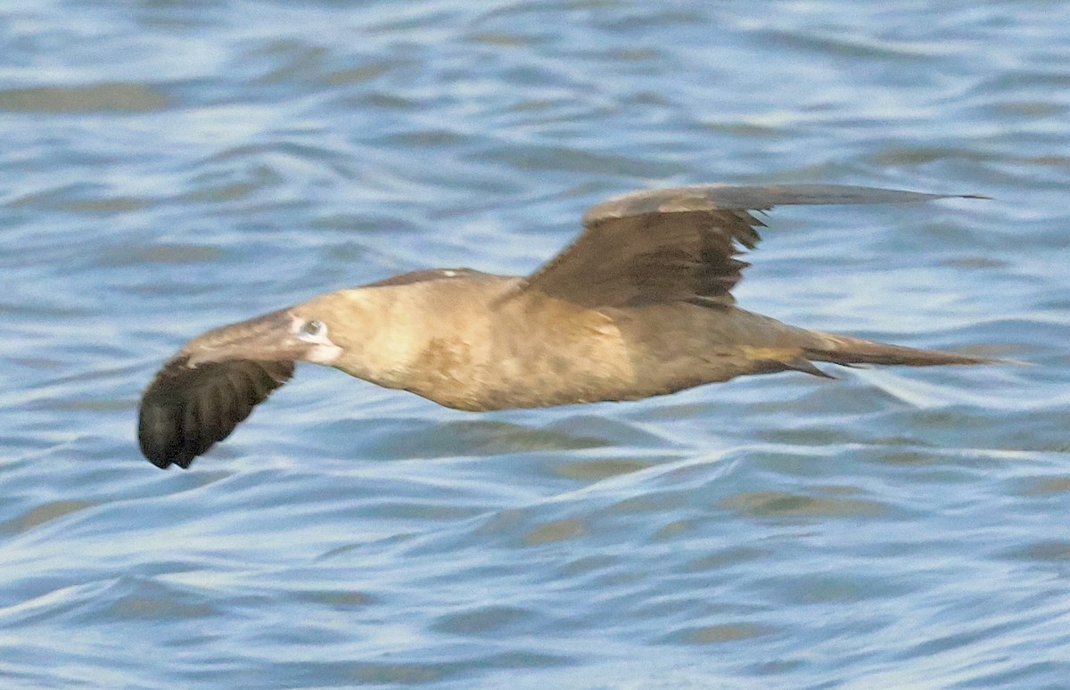 Red-footed Booby - ML643147986