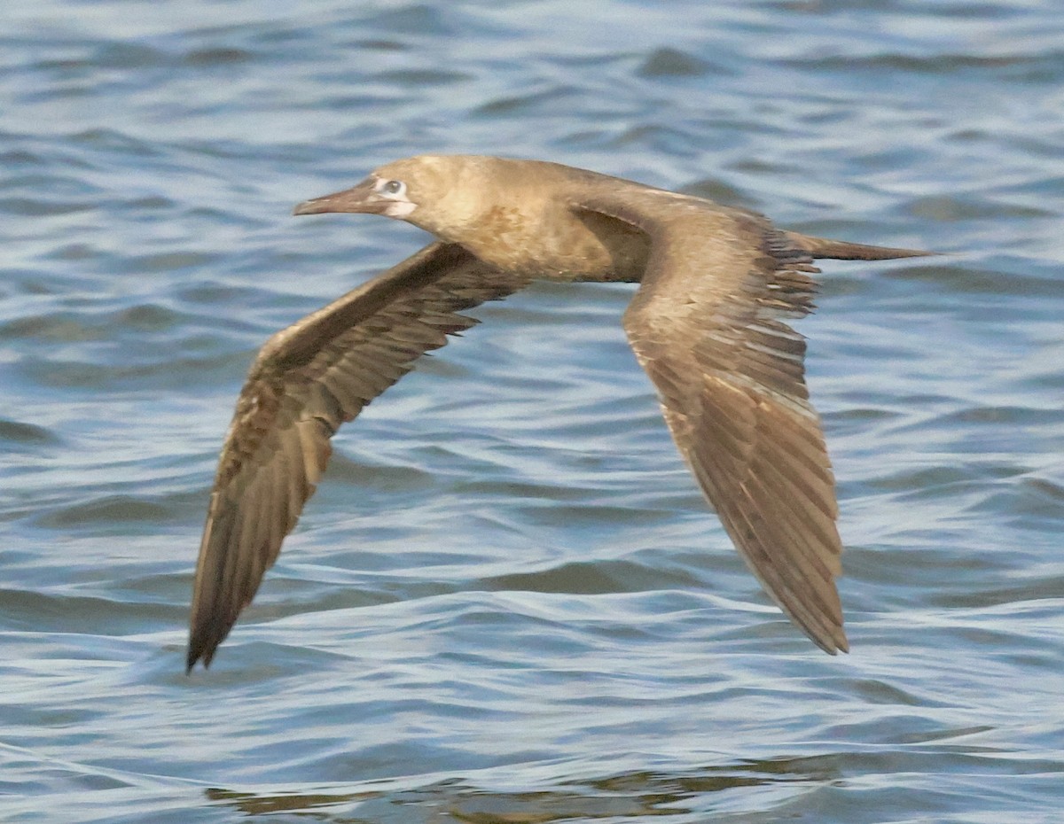 Red-footed Booby - ML643147987