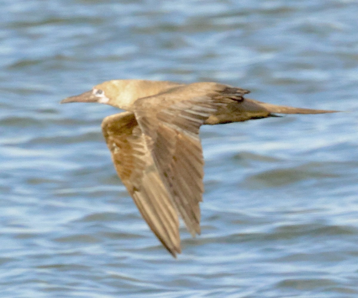 Red-footed Booby - ML643147988